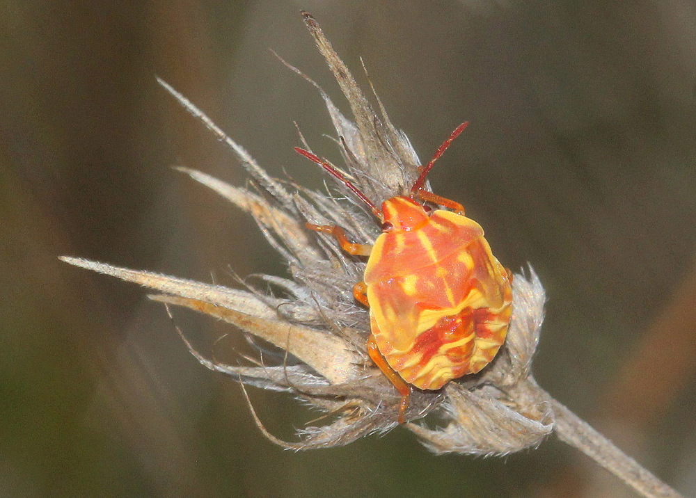 Pentatomidae: Carpocoris sp. (ninfa e neanide)